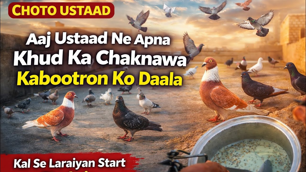 Khaas Chiknawa Daala Kabootro ko || Chotu Ustaad ke Kabootar || Laraiyaa ki tayari 