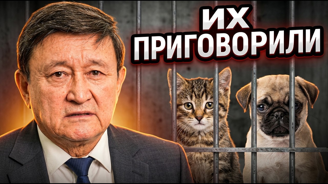 ЗАЧЕМ ЭВТАНАЗИЯ ДЛЯ КОШЕК И СОБАК