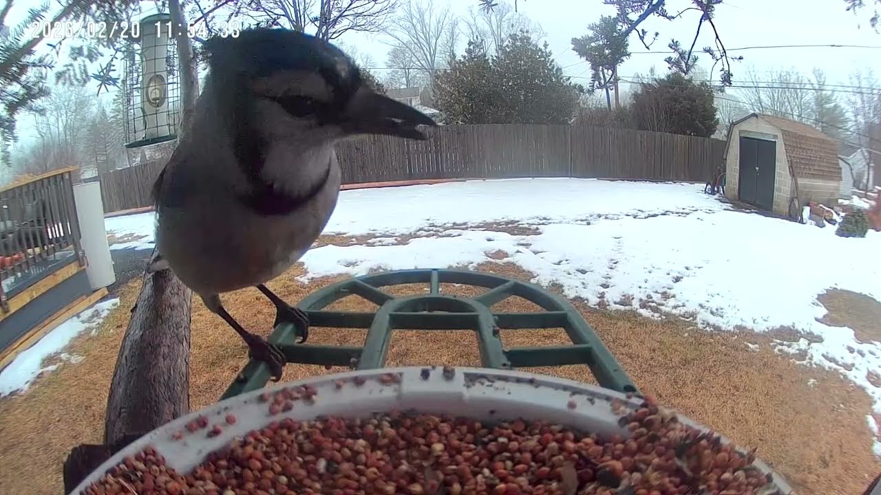 Birds & Squirrels on Rainy Day at Bird Feeder Cam 2K #birdsforcatstowatch #birds #birdidentification