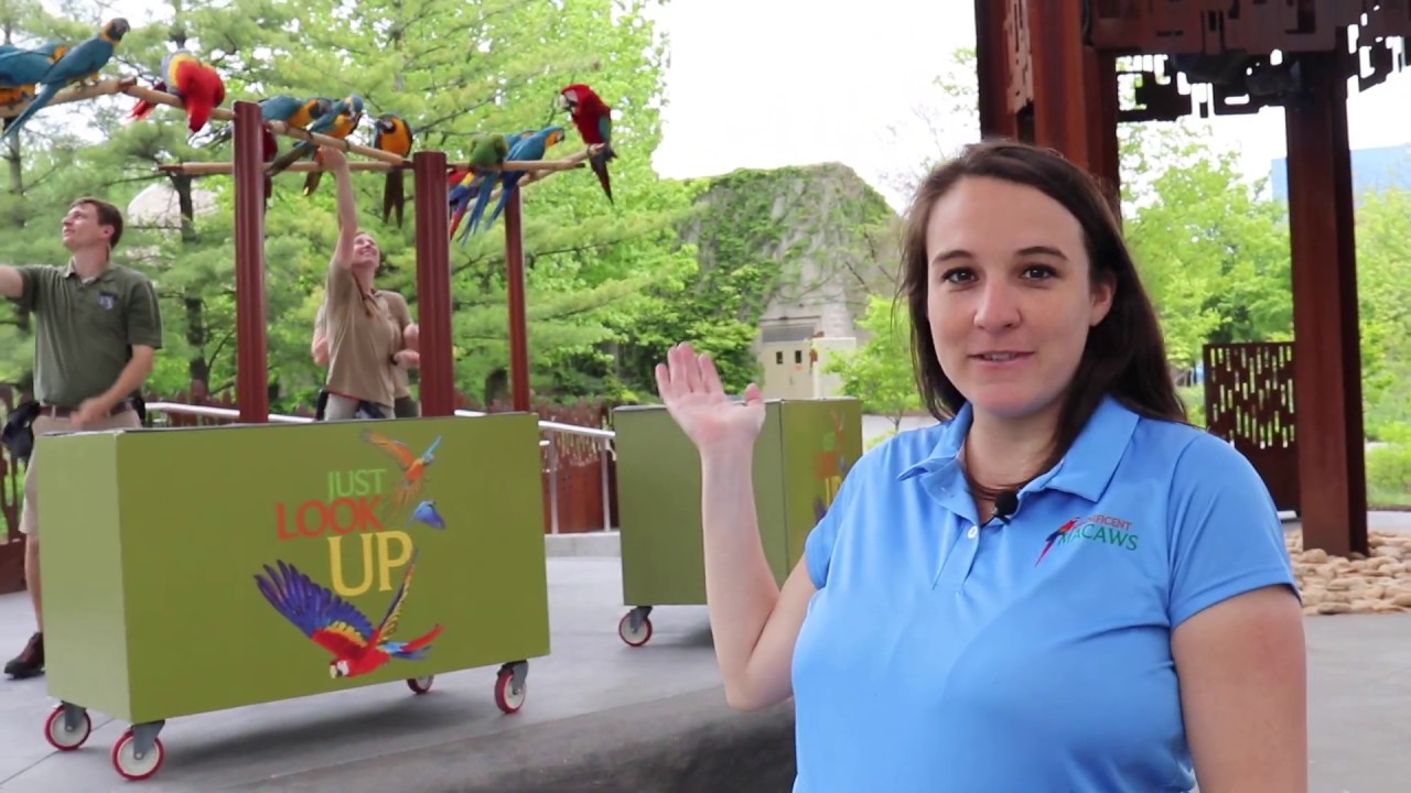 Macaws in Training