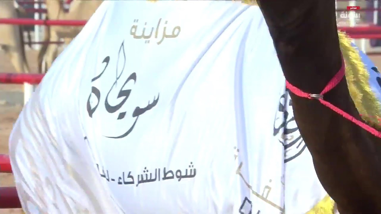 إعلان نتائج مهرجان الظفرة 18- مزاينة سويحان - 25/10/2024