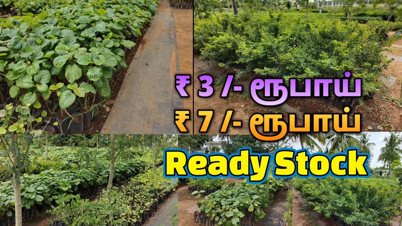₹ 3 ரூபாய் மரக்கன்றுகள் | Isha Nursery Garden Namakkal Tamil Nadu