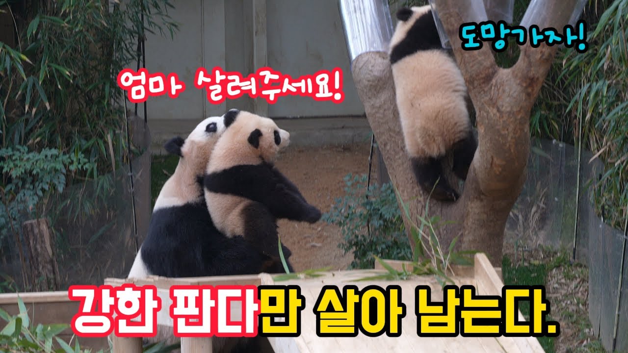 아이바오의 터프한 육아법🐼루이바오 후이바오의 필살기 자식들은 강하게 키워야 돼요! 스파르타식 교육법 #아이바오#루이바오#후이바오