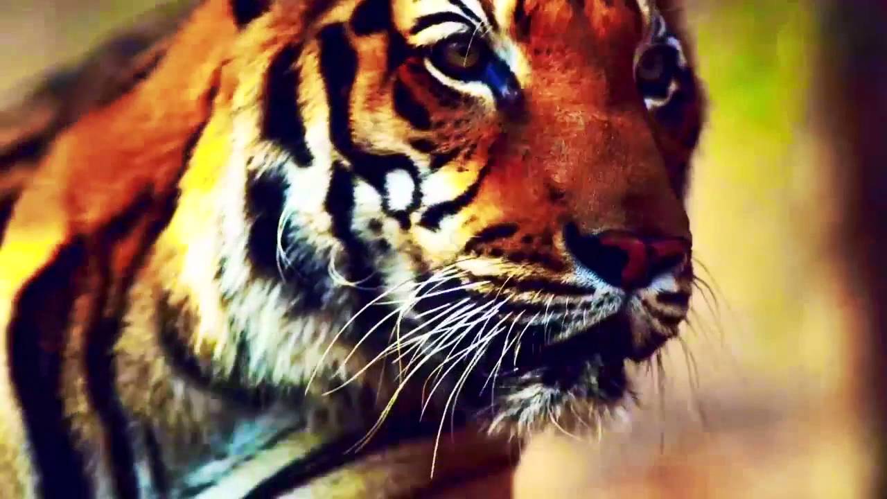 Survivor: Kaoh Rong Intro (WITH the U.K. Survivor Theme Song, 