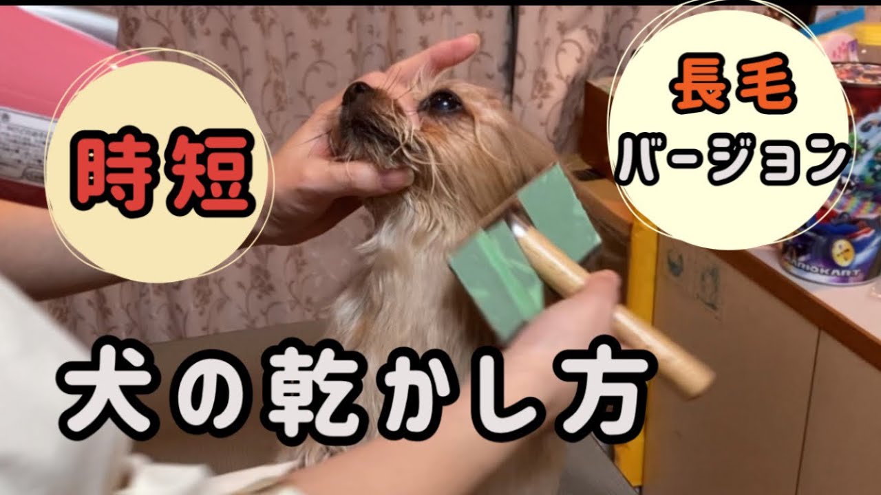【セルフトリミング】犬の乾かし方／長毛バージョン／犬のドライング／トリマーが教える