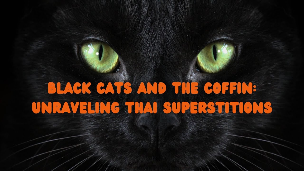 Black Cats & The Coffin : Unraveling Thai Superstitions #cats #catlover