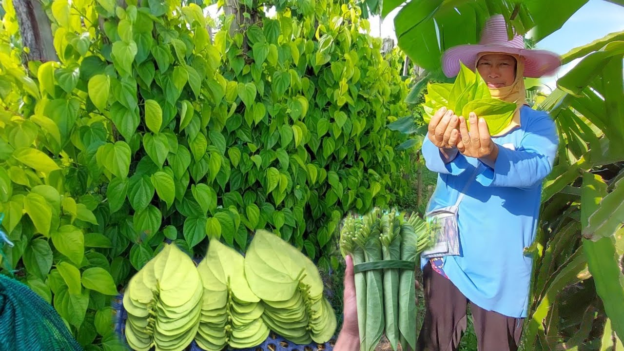 ปลูกใบพลูสีทองส่งขายปลูกง่าย มีรายได้ทุกอาทิตย์ พื้นที่นิดเดียวมีรายได้ทั้งปี!!
