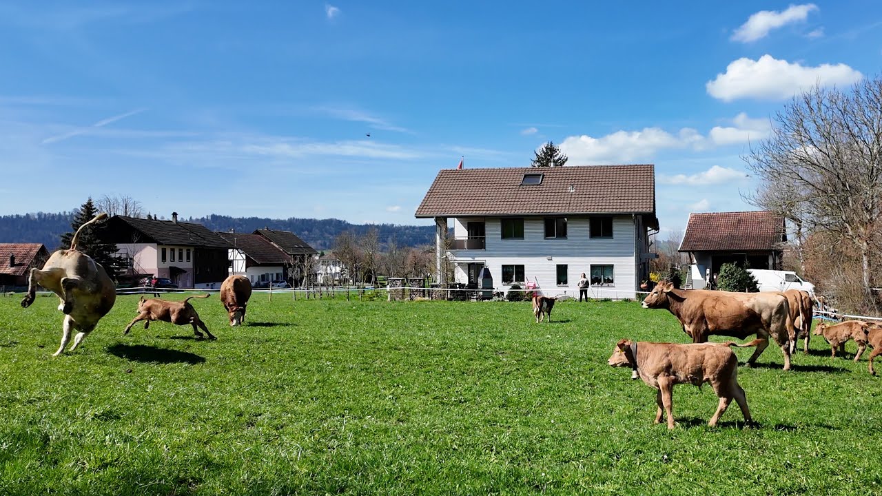 K&uuml;he und K&auml;lber mit Fr&uuml;hlingsgef&uuml;hlen beim ersten Weidegang 2025 🇨🇭🐄🍀
