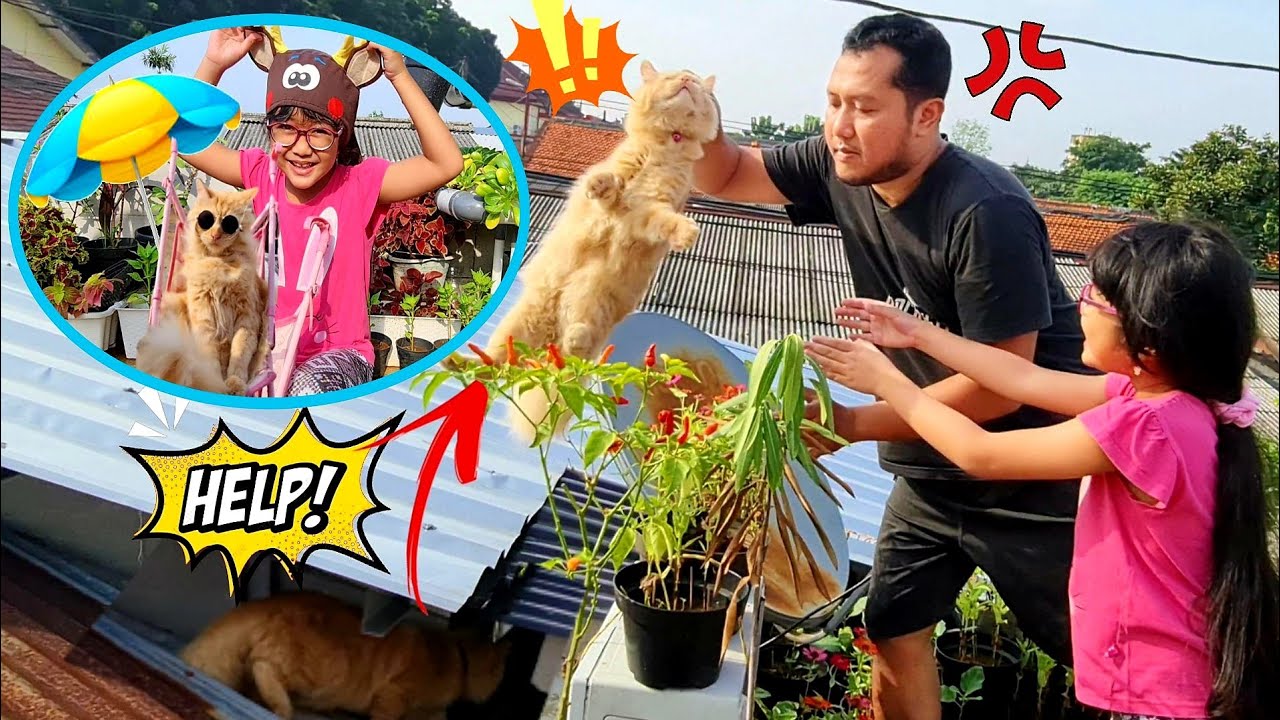 JANGAN NAKAL DONG, CING! MAIN KABUR! 🐈 HANUM AJAK KUCING BOSQUE BERJEMUR & BERMAIN NAIK STOLLER