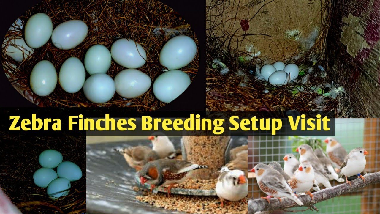 Zebra Finches Breeding Tips whole Setup Visit