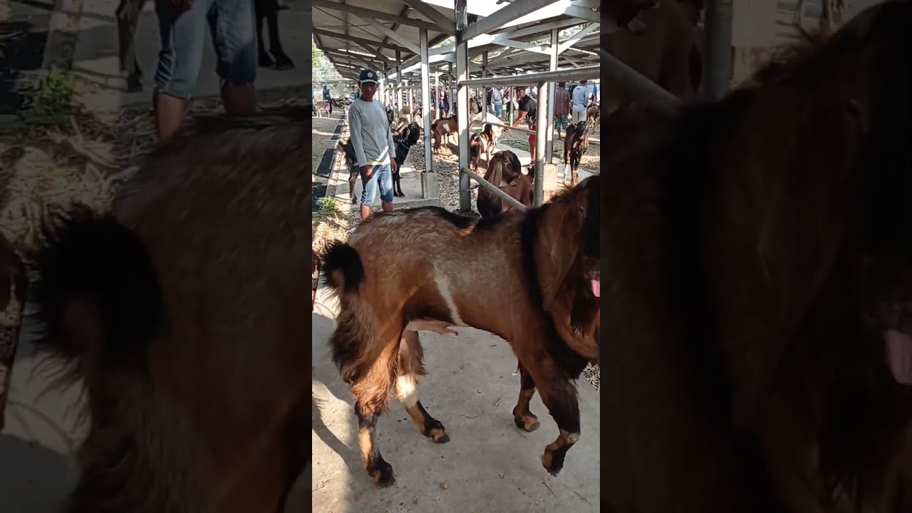 Kambing Jawa Randu Jumbo Pagi ini Milik Mas Akip #kambing #delokkandang #kambingjawarandu