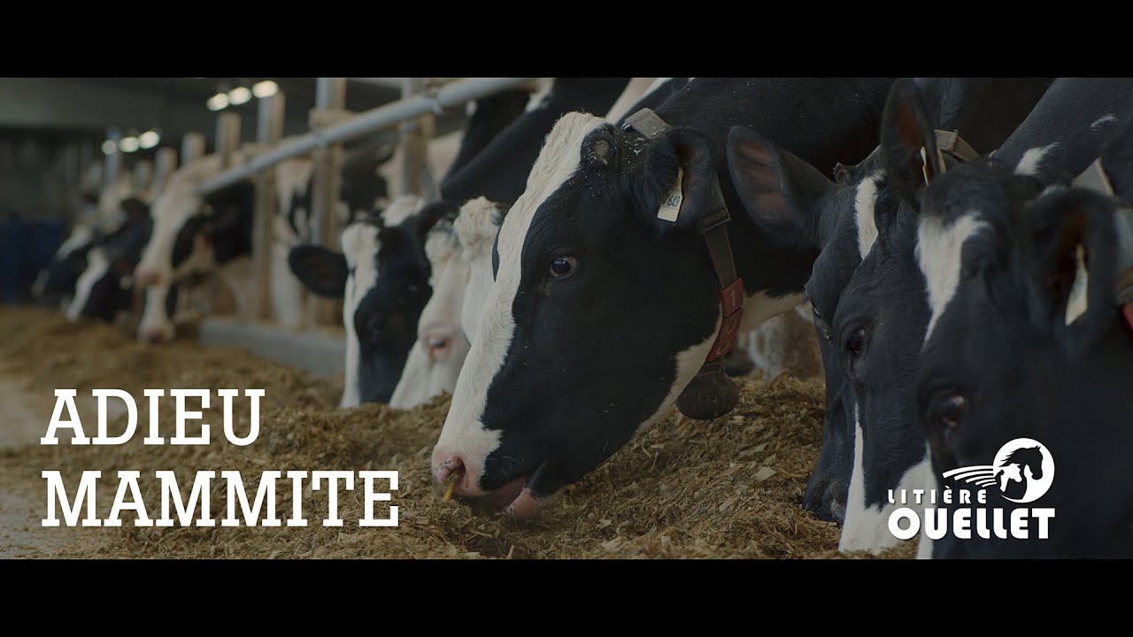 La Santé des Vaches : Le Secret pour diminuer vos CCS et la Mammite