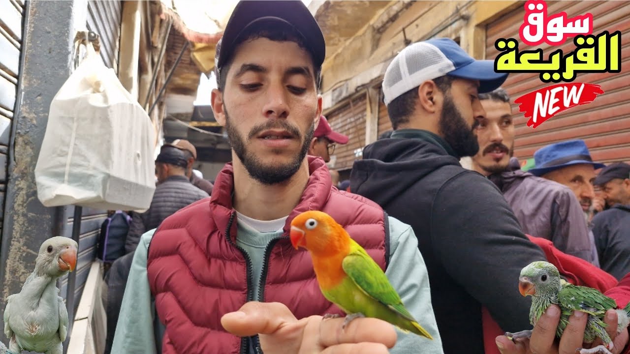 سوق القريعة🔥أجيو نتولعو نتعرفو على أتمنة مختلف أنواع الطيور ببغاوات وليدات للدريساج دجاج الزينة+معلو
