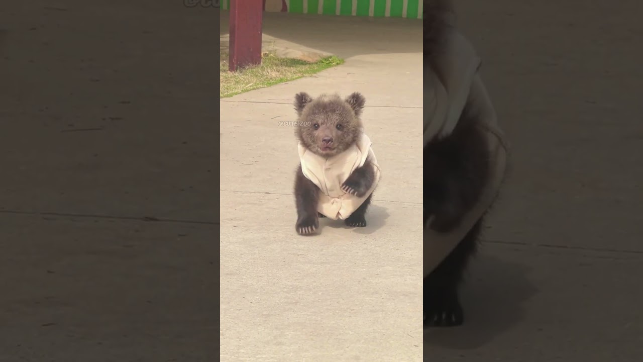 🐻🐻🐻WOW!!! adorable bear cub #bearcub  #bear #kitten #foryou #fpy #cute #kitty #zoo #adorable