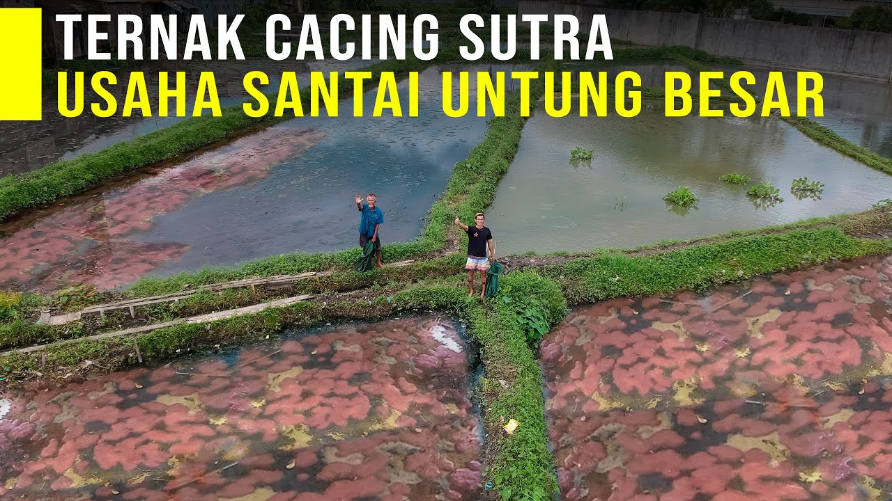 Modal Limbah Budidaya Cacing Sutra di Sawah Hasilkan Jutaan Rupiah Tiap Hari