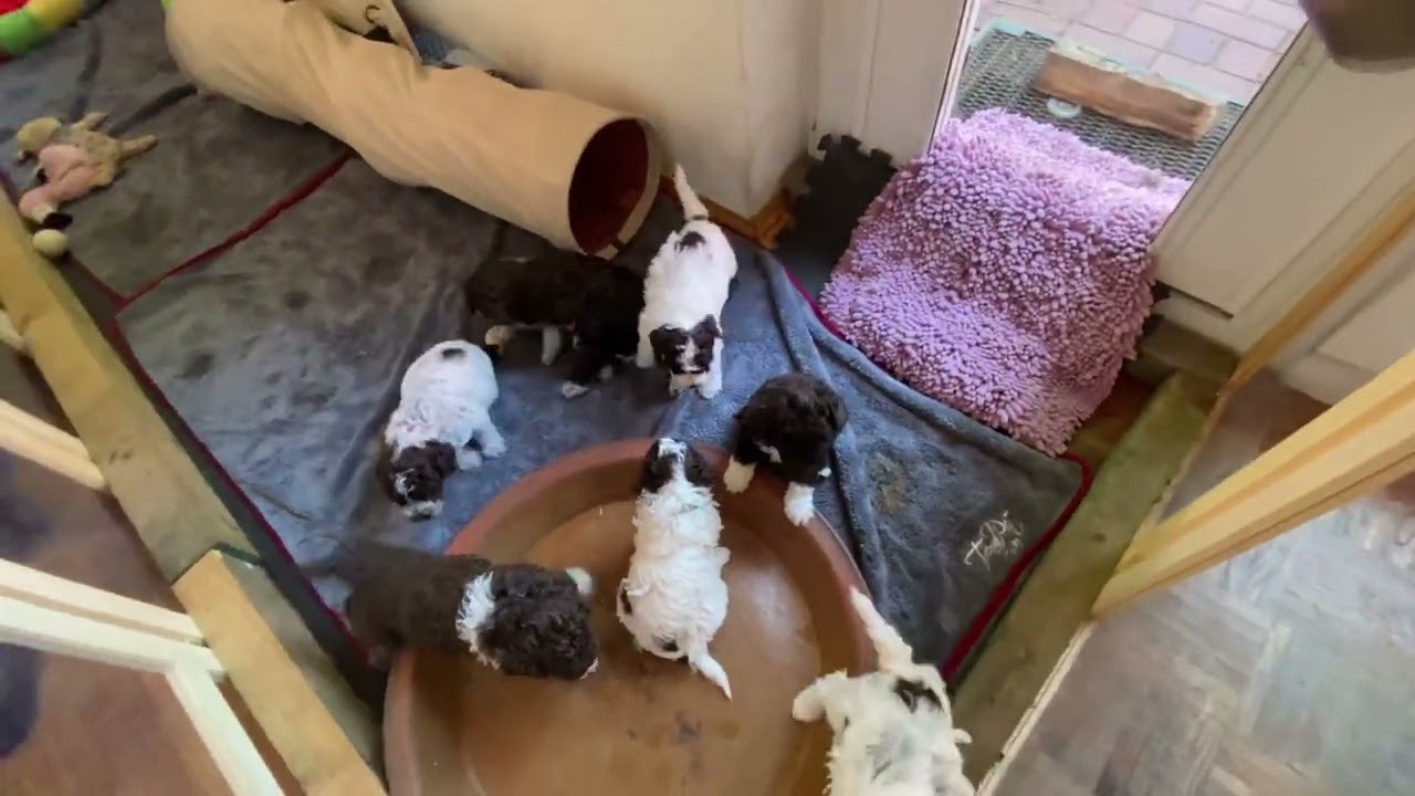 Lagotto Romagnolo Welpen die ersten Schritte nach draußen ♥️ einfach herrlich schön