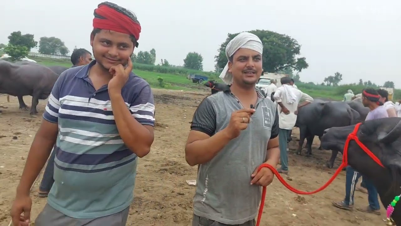 बाकड़ी मुर्रा भैसों झोंटी झोटे का मेला मढ़ियाई पशु मंडी | Sale Haryana Buffalo  | Meerut Mandi | Dairy