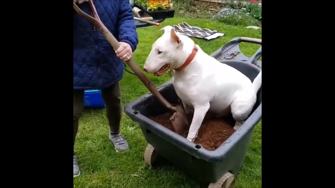 bull terrier compilation from instagram
