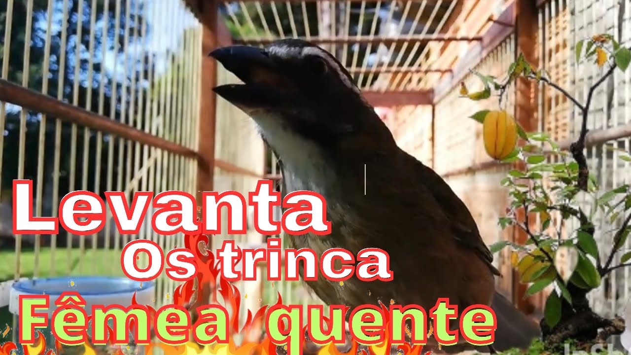 Estourando os Trinca ferro no Canto