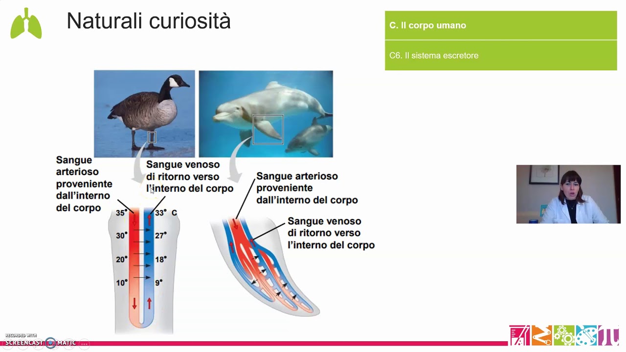 C6. Il corpo umano - Il sistema escretore