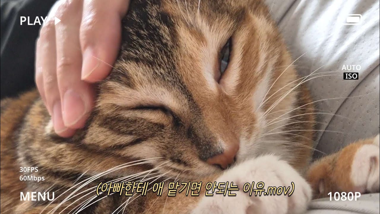 집사야 빨리 나아😿 고양이랑 포근포근 침대에서 푹 쉬는 하루
