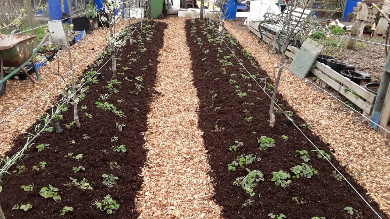 A Massive Transformation To Plot 1 #StartingANewAllotment & Preparing The Bed For My Celery ♻️ (526)