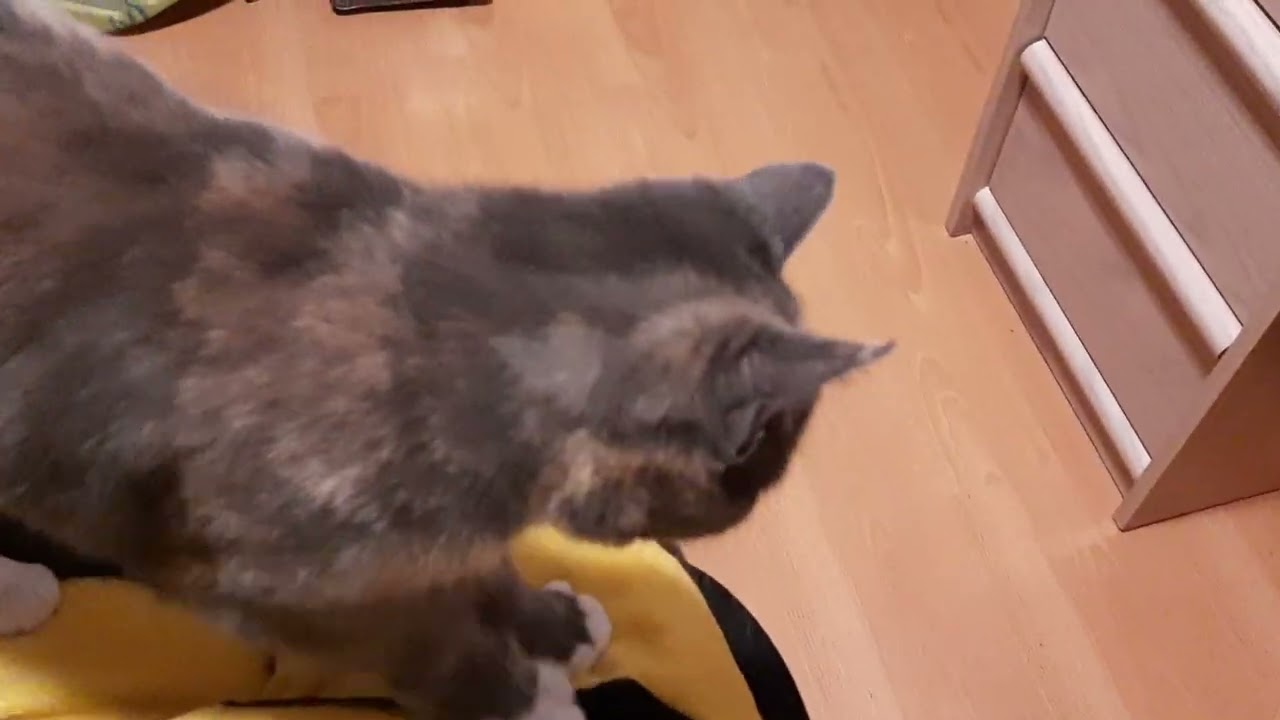 Finally! Pinky sits on my lap for the first time!