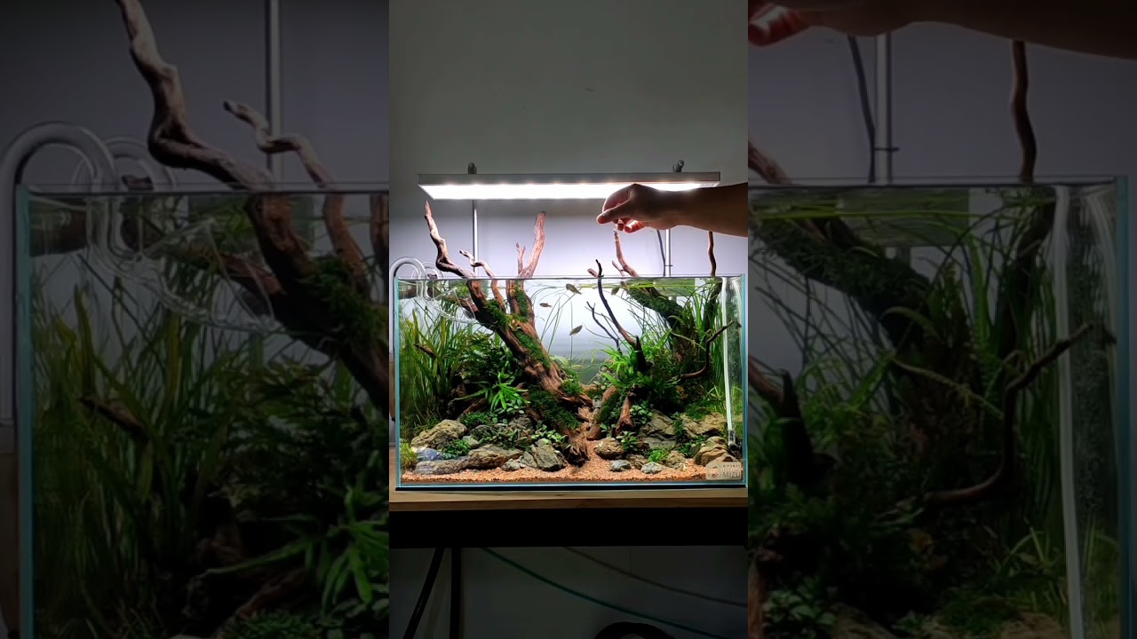 BEAUTY OF NATURE 💚 #aquascape #indonesia #inspiration