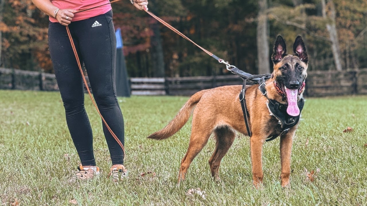 Hershel's Beretta Sommet du Valhalla - 6 months