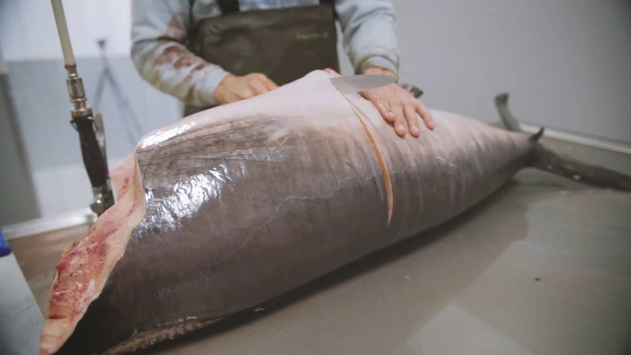 SUBENSHI | Espadarte |