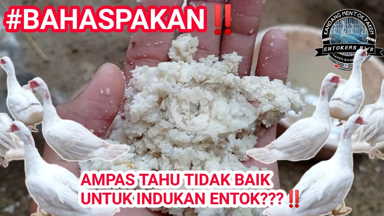 CARA AMAN MENGGUNAKAN AMPAS TAHU SEBAGAI PAKAN ENTOK | AMPAS TAHU SEBAGAI PAKAN ALTERNATIF ENTOK