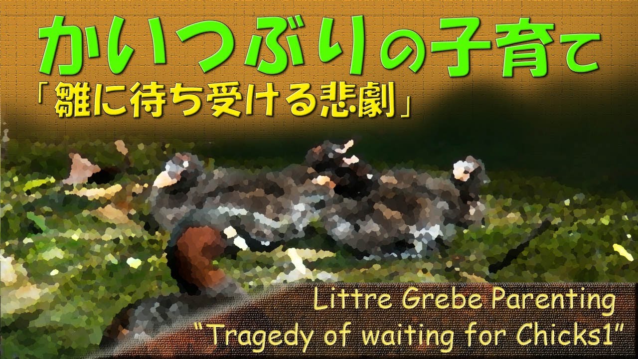 【第2章】カイツブリ雛に待ち受ける悲劇｜Little Grebe Parenting – Chapter 2: Trials Await