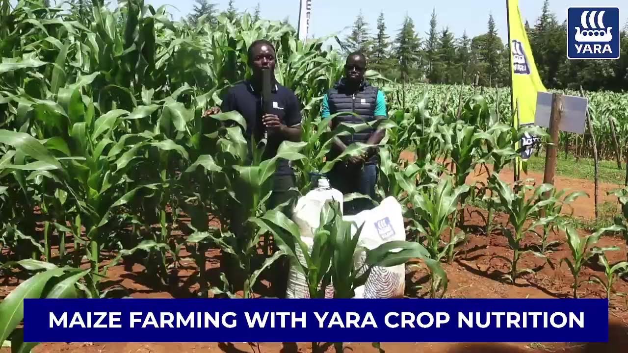 Maize Farming With Yara Crop Nutrition