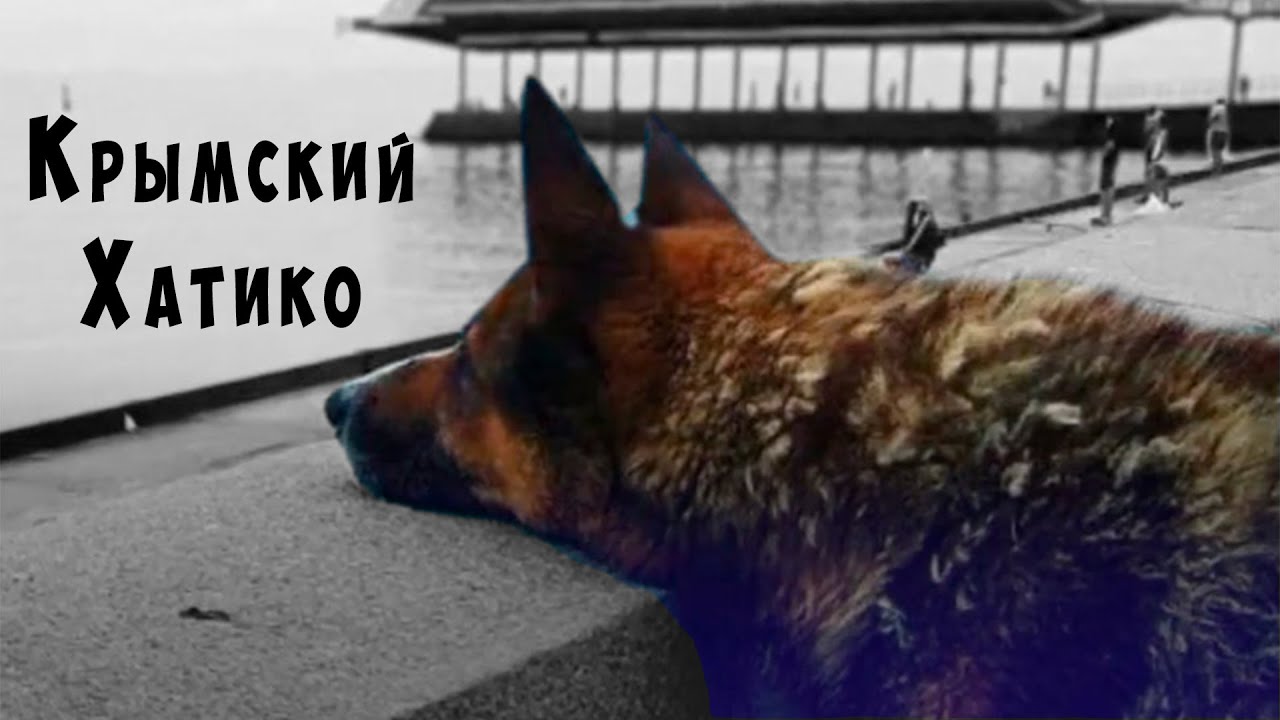 Крымский Хатико по имени Мухтар (Ялтинский Хатико) / Истории из жизни