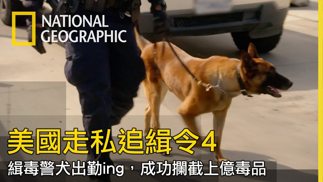 緝毒犬真的很強，不管怎麼密封都聞得出毒品的氣味！【美國走私追緝令4】