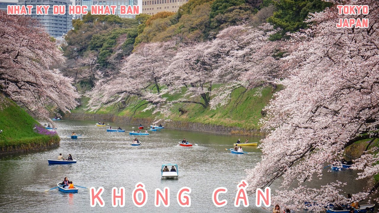 Không Cần MV (Cover) - the SHEEP Tokyo Hoa Anh Đào