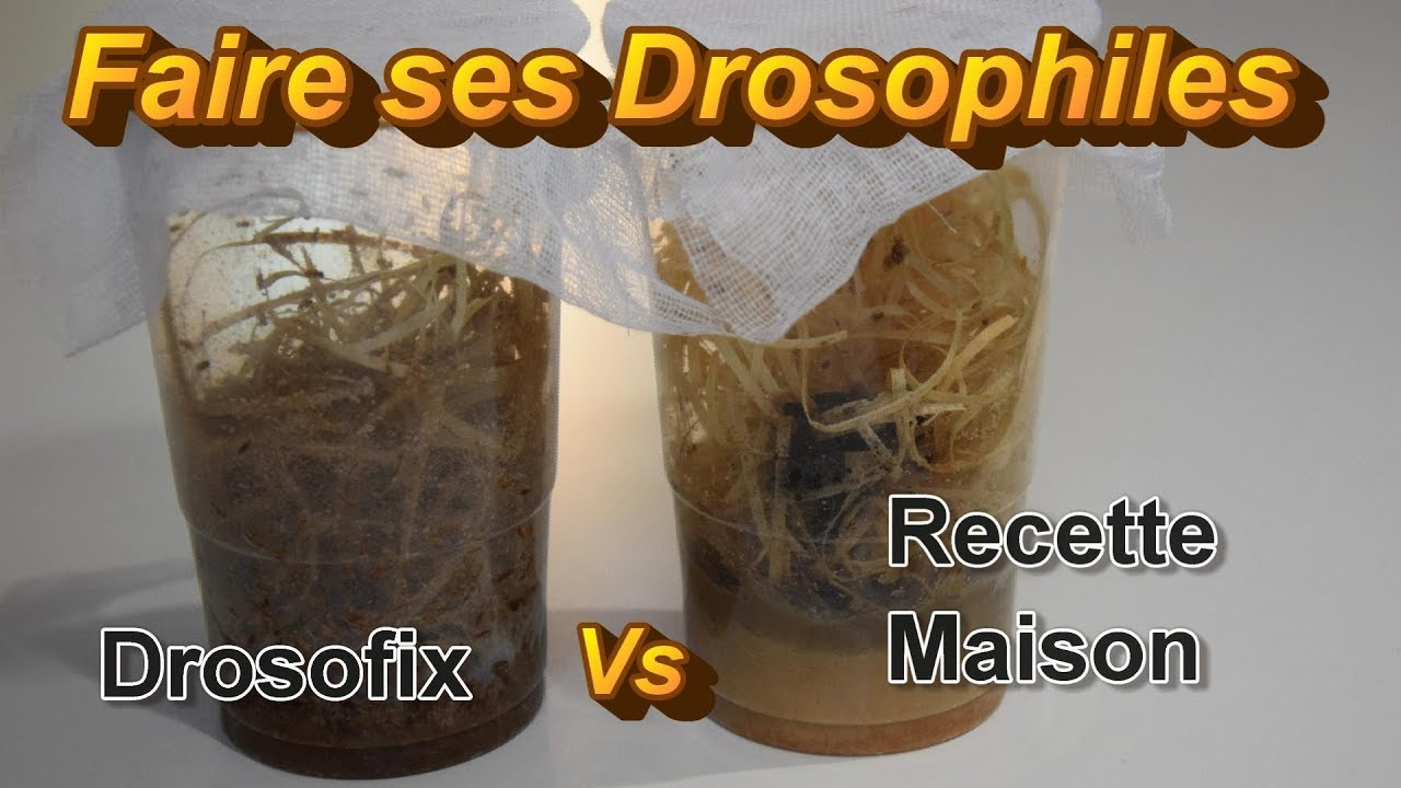 Faire ses Drosophiles : Drosofix vs Recette Maison