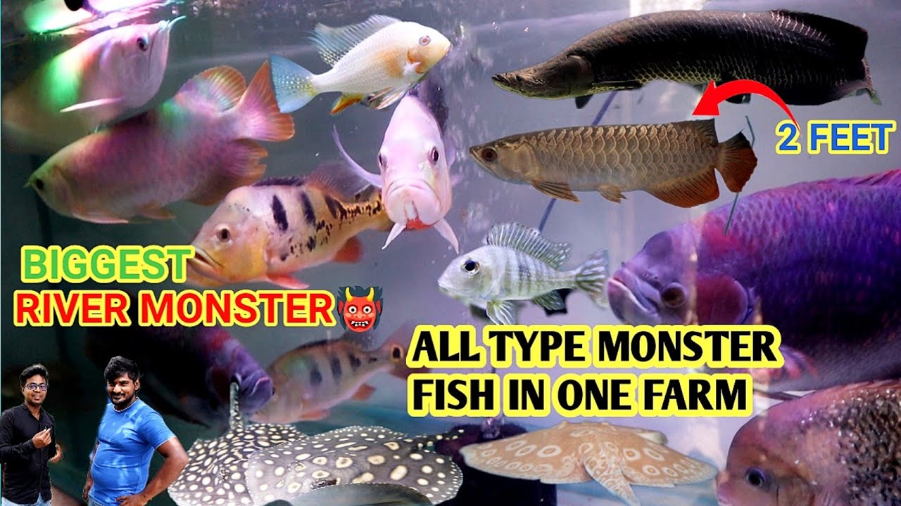 BIGGEST MONSTER FISH FARM KOLKATA | ALL TYPE MONSTER FISH AVAILABLE | ARAPIMA AROWANA STINGRAY |