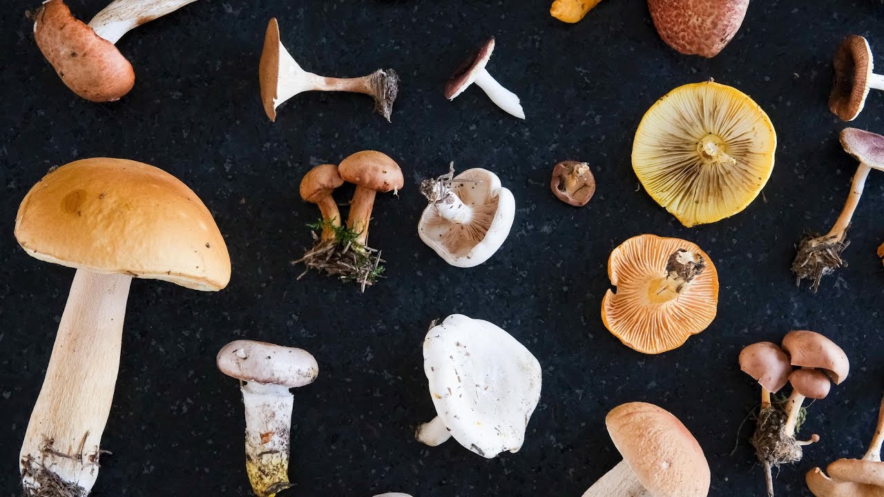 Saison record pour la cueillette de champignons sauvages