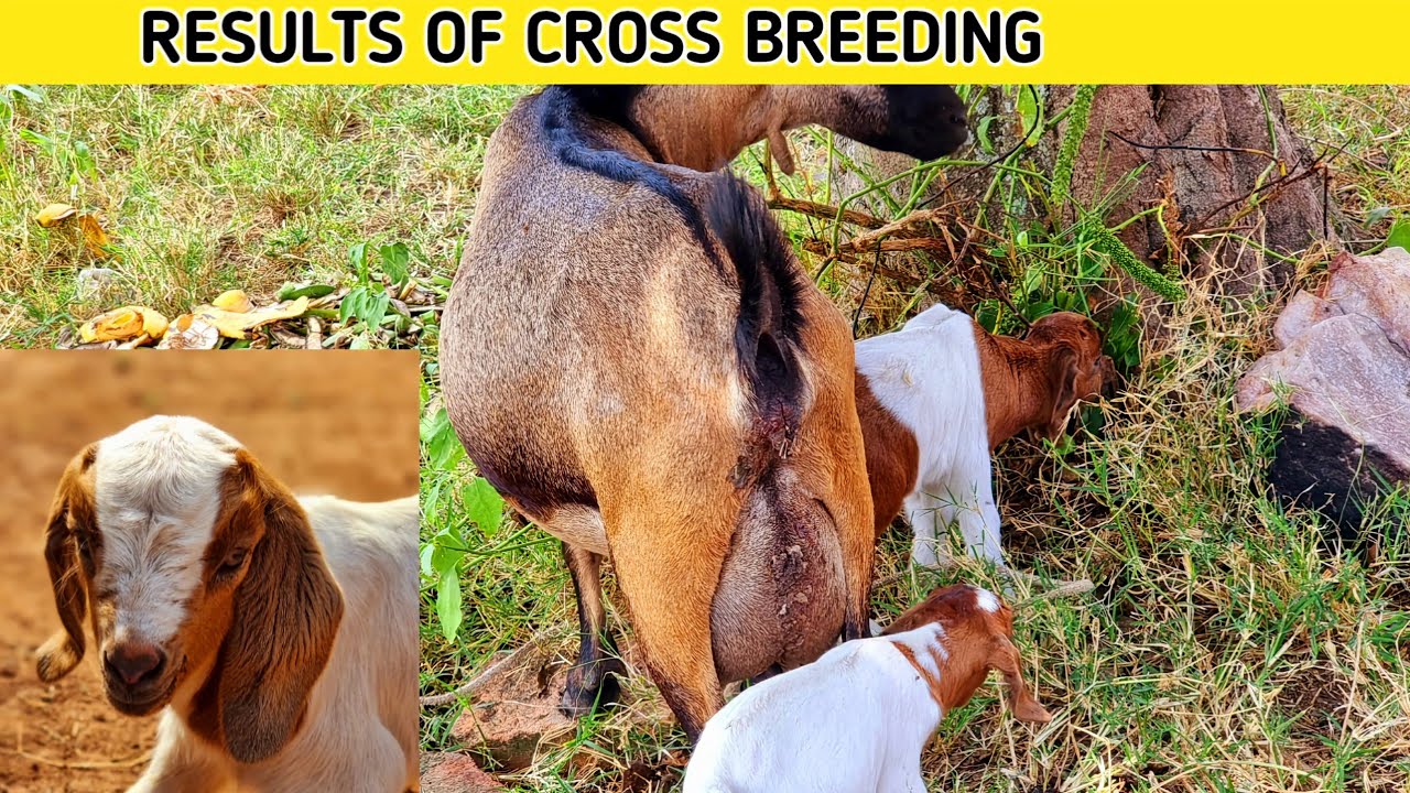 Results of Cross breeding in Goats | 2023