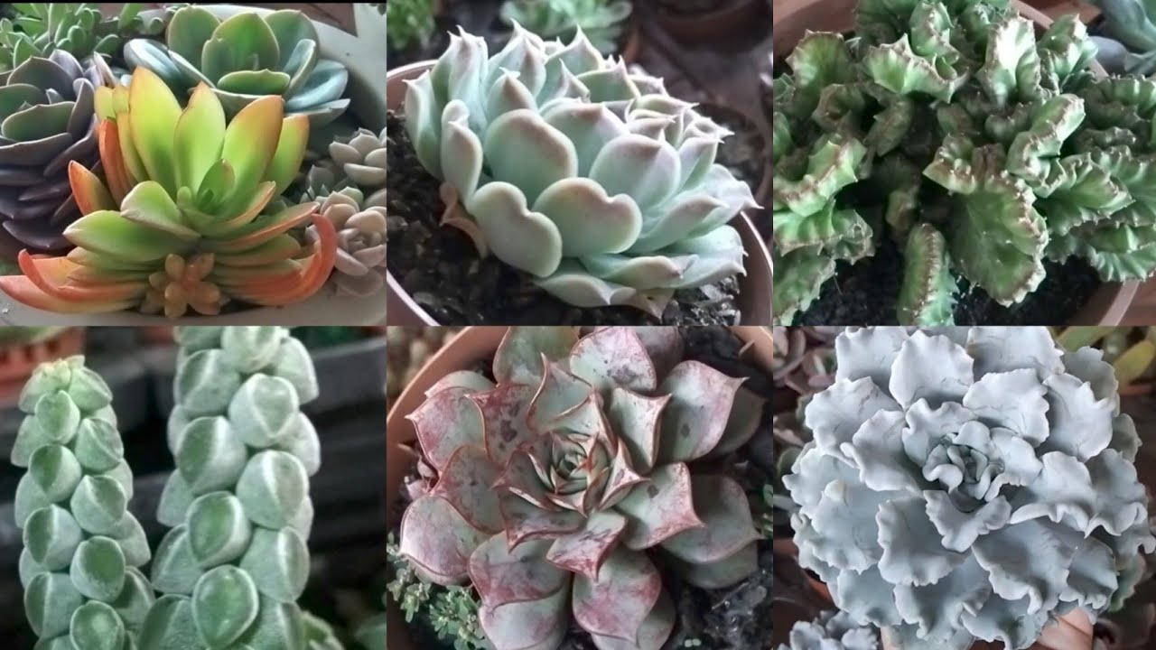 CADEG RJ Tem muita planta!#suculentas #cactos #fypviral #viralvideo #vida #jardim #casa #sol #luz