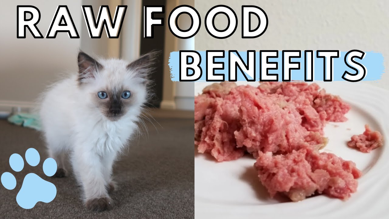 Why I Am Feeding My Kitten a RAW FOOD DIET (Getting Started in 2019)