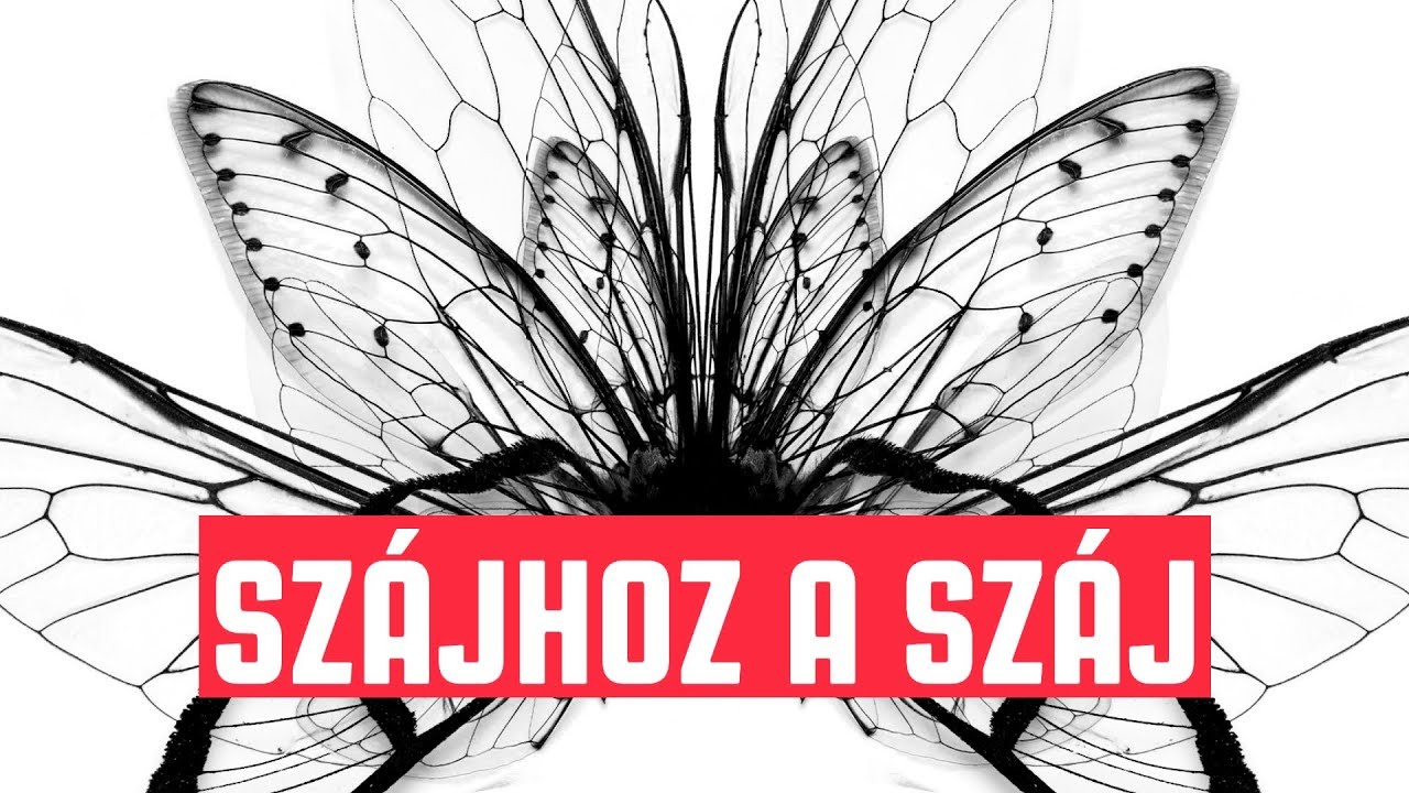 Vad Fruttik - Sz&aacute;jhoz a sz&aacute;j  | visualizer