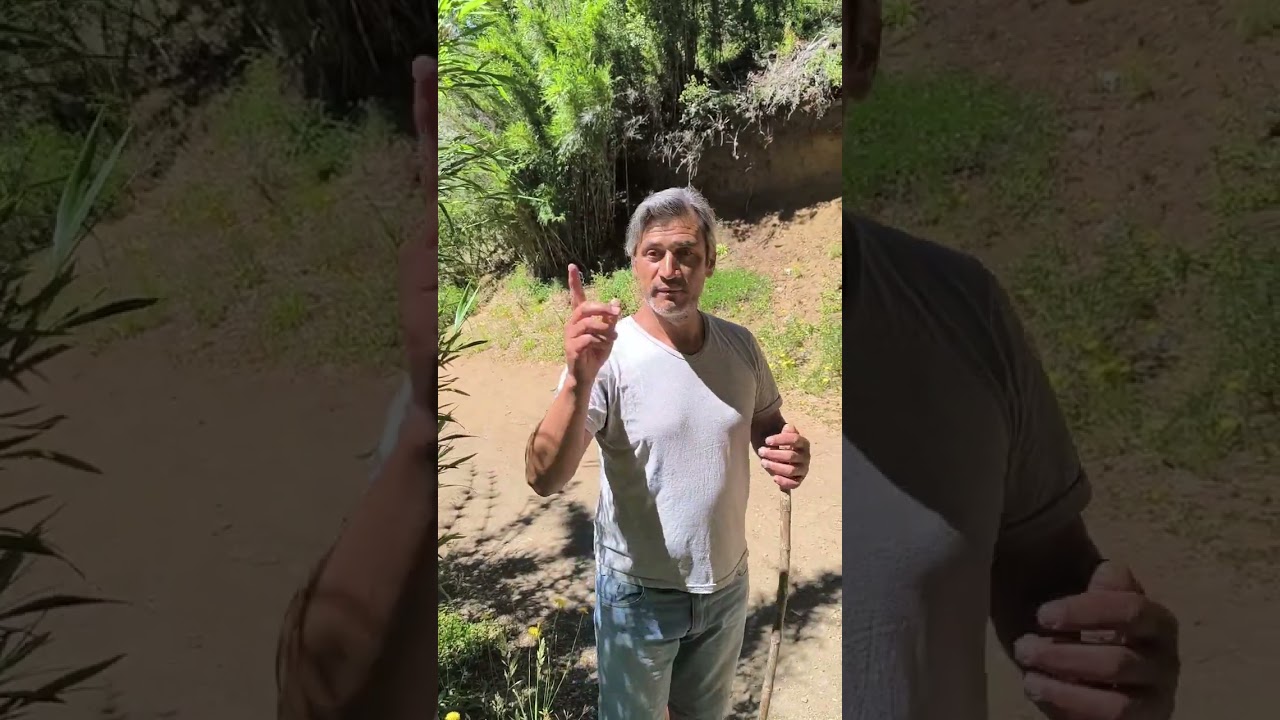 El Colihue. El Misterio de la misteriosa caña y sus cañaverales. Bosques Andino Patagónicos Argentos