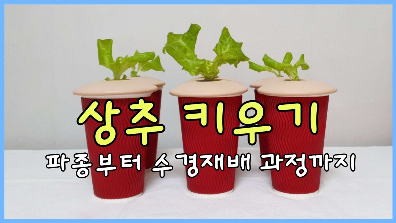 상추 수경재배로 키우기 (베란다 텃밭 파종부터 두 달 차 성장과정)