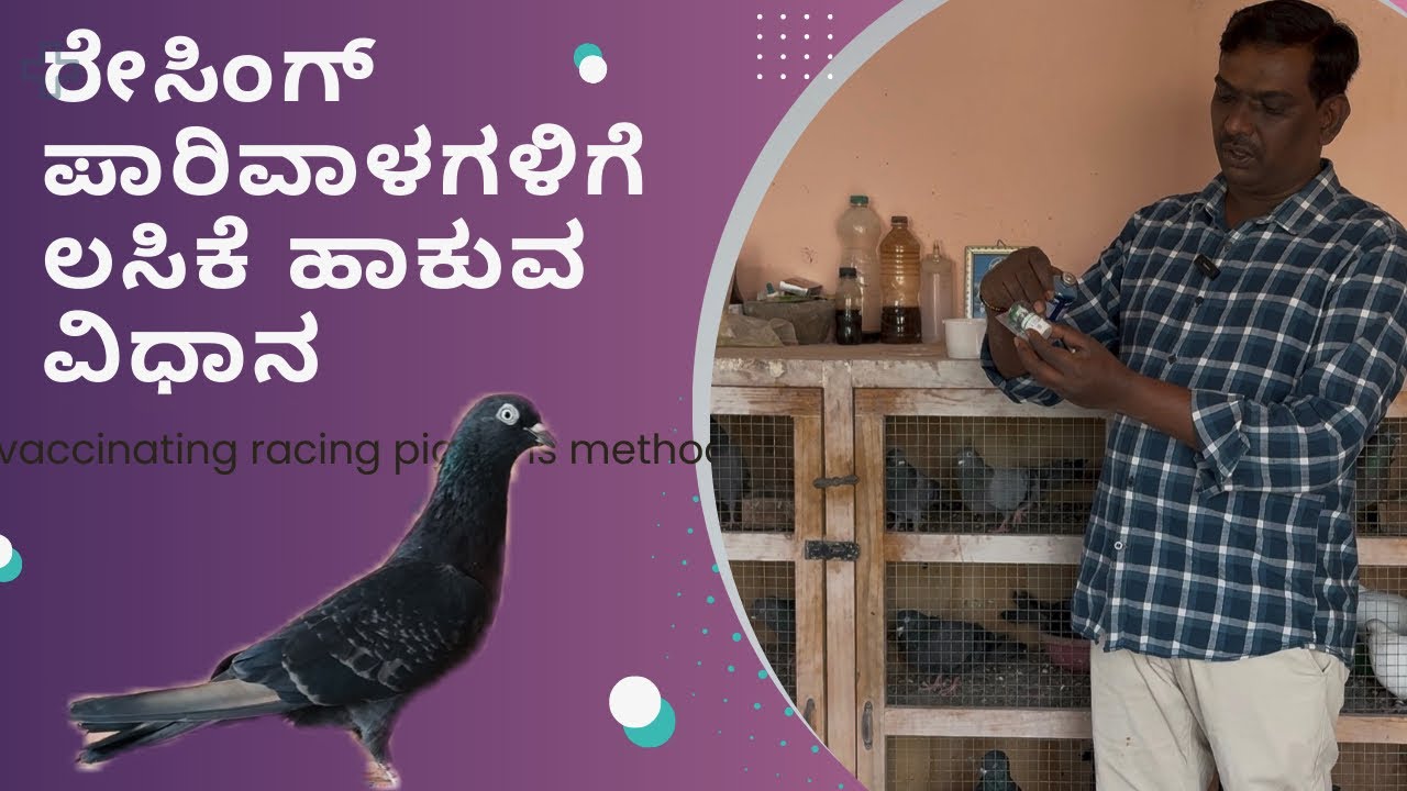 Lasota vaccination for racing pigeons procedure 
