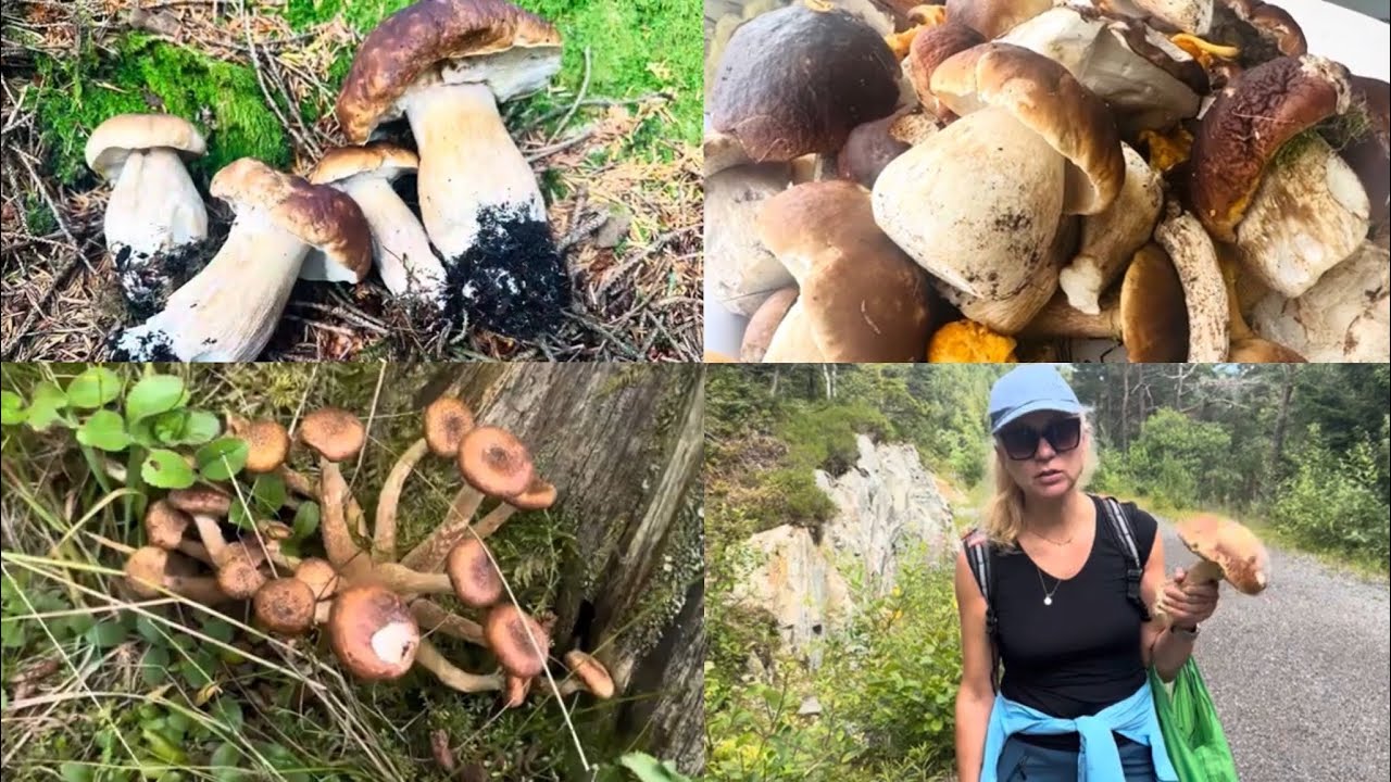 Sopptur i skogen på Vestlandet i august. Bergen. Steinsopp.