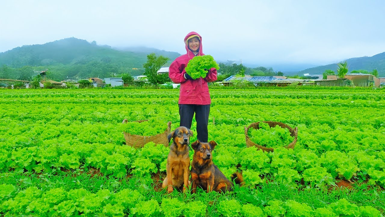 Harvest Butterhead Lettuce To Sell At The Market, Plant More Vegetables Around The Farm.
