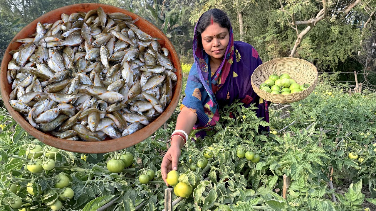 ফুলবাড়ীর কাঁচা টমেটো ও দেশি পুঁটি মাছ দিয়ে গ্রামঘরের দুটি রান্না/Green Tomato & small village recipe
