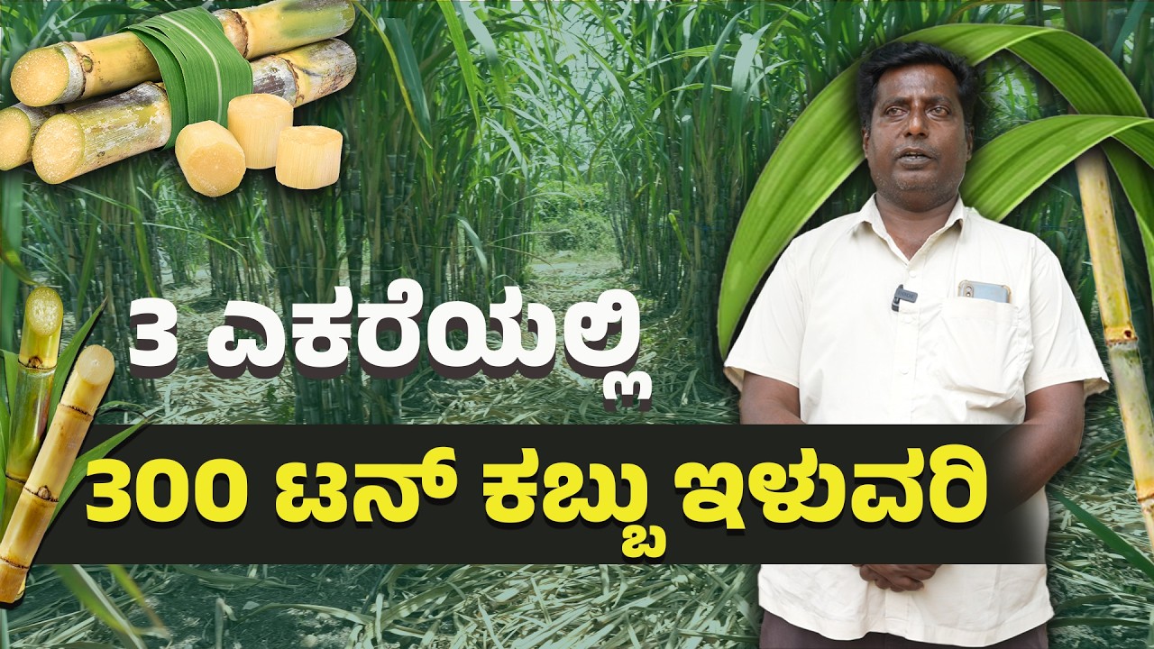 ಕಬ್ಬು ಹೆಚ್ಚು ಇಳುವರಿ ಪಡೆಯಲು Ringpit Method ಅನುಸರಿಸಿ| Sugarcane